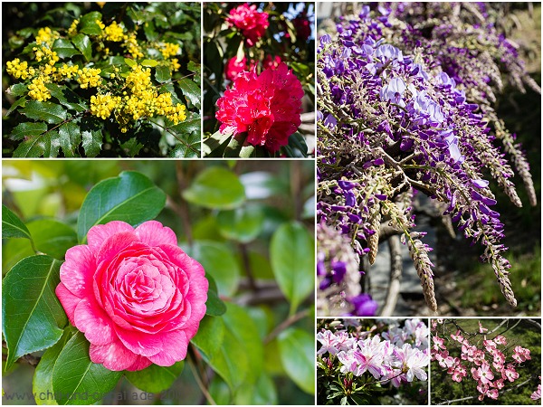 Blumen Collage